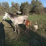 Papapoulios