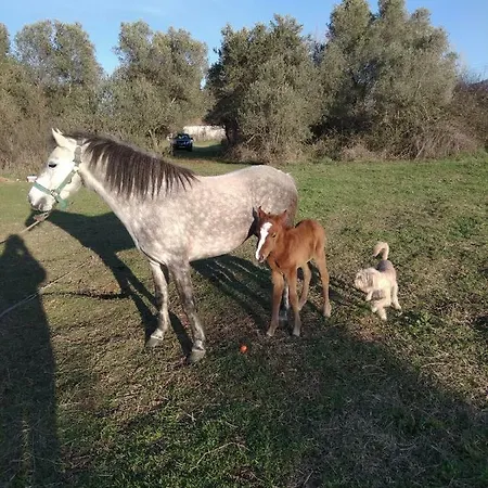 Papapoulios